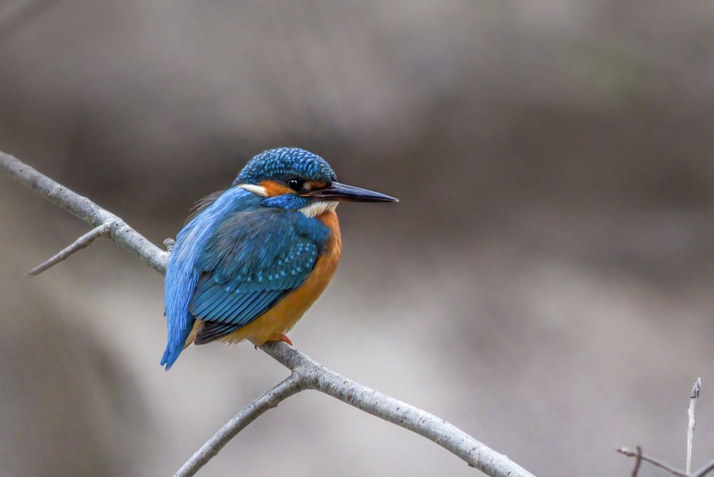 a blue and orange bird sitting on top of a tree branch