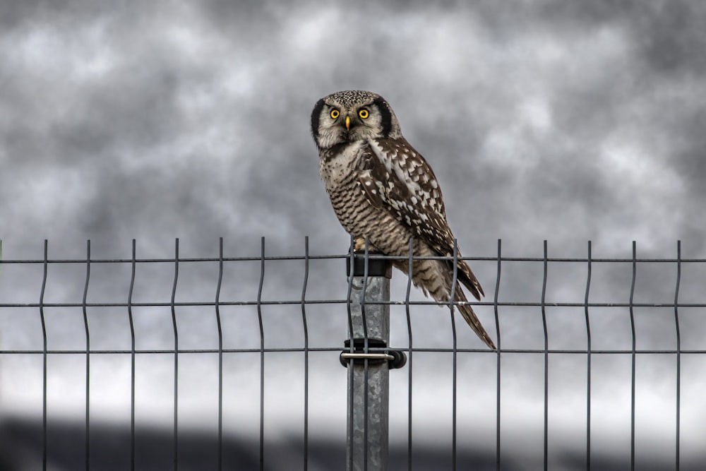 an owl sitting on top of a metal fence