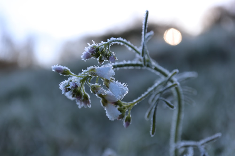 a close up of a plant with frost on it