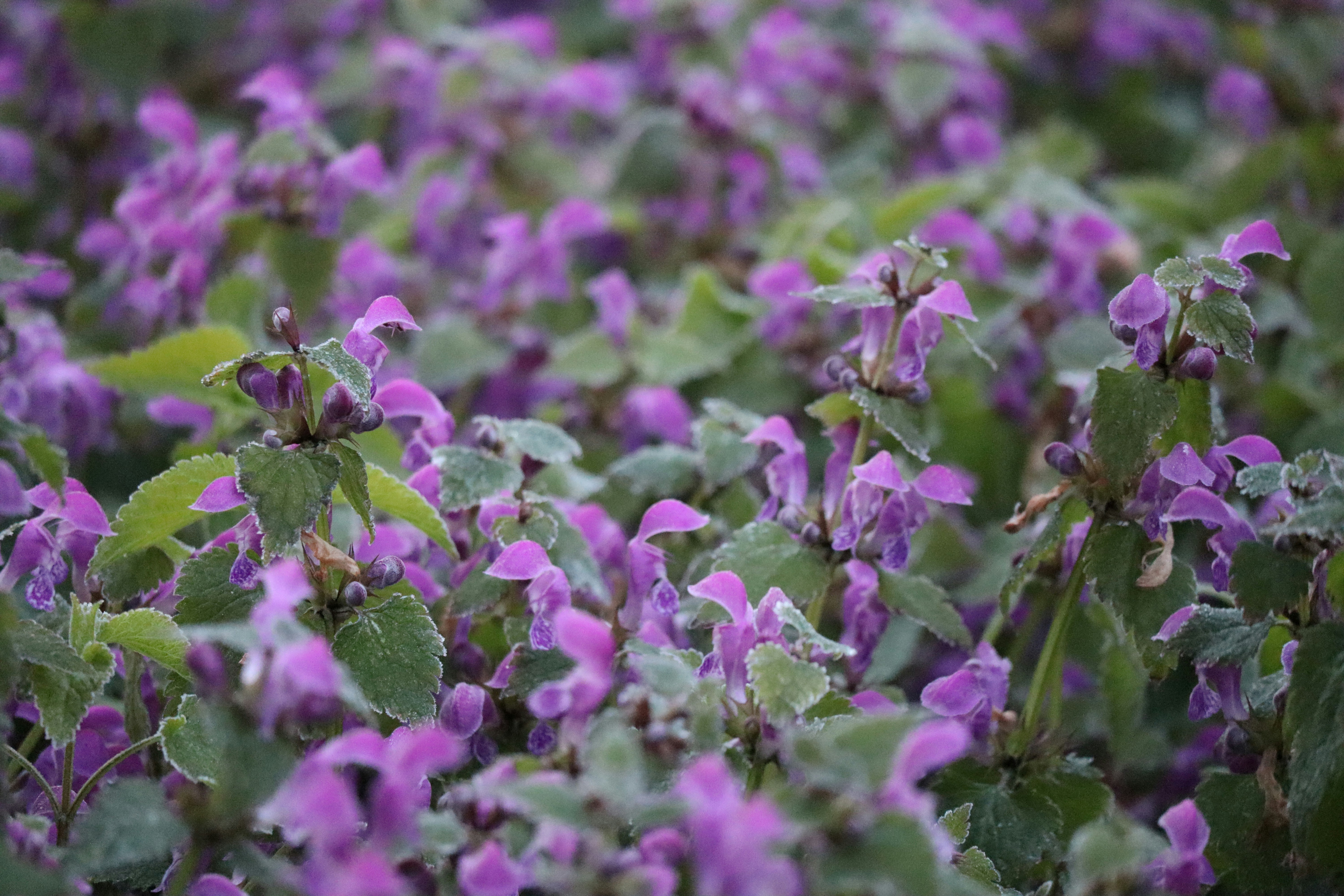 a field of purple flowers with green leaves