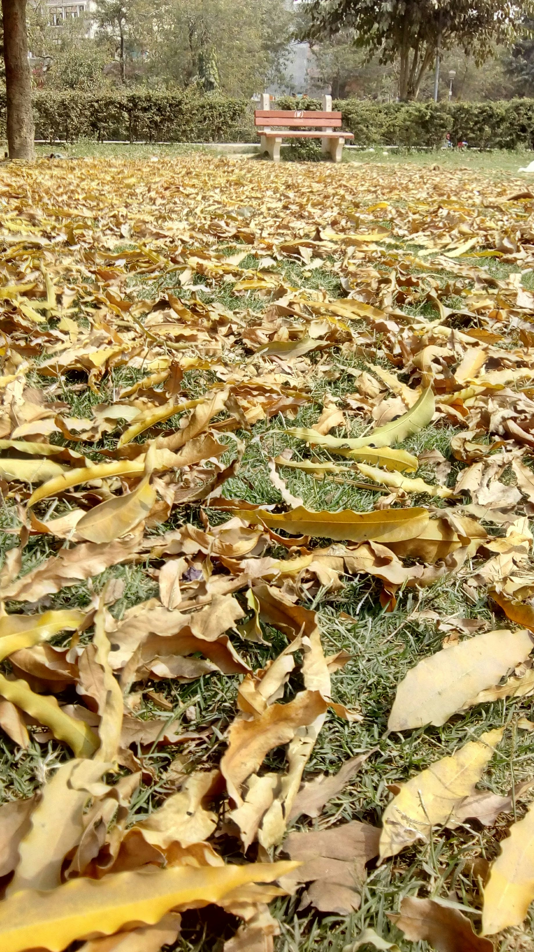 a field full of leaves with a bench in the background