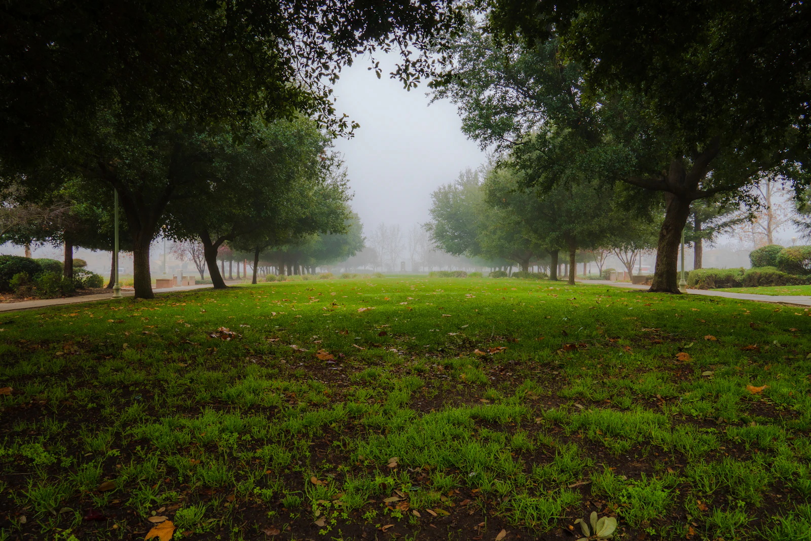 Valley fog settling over a park of bare trees.