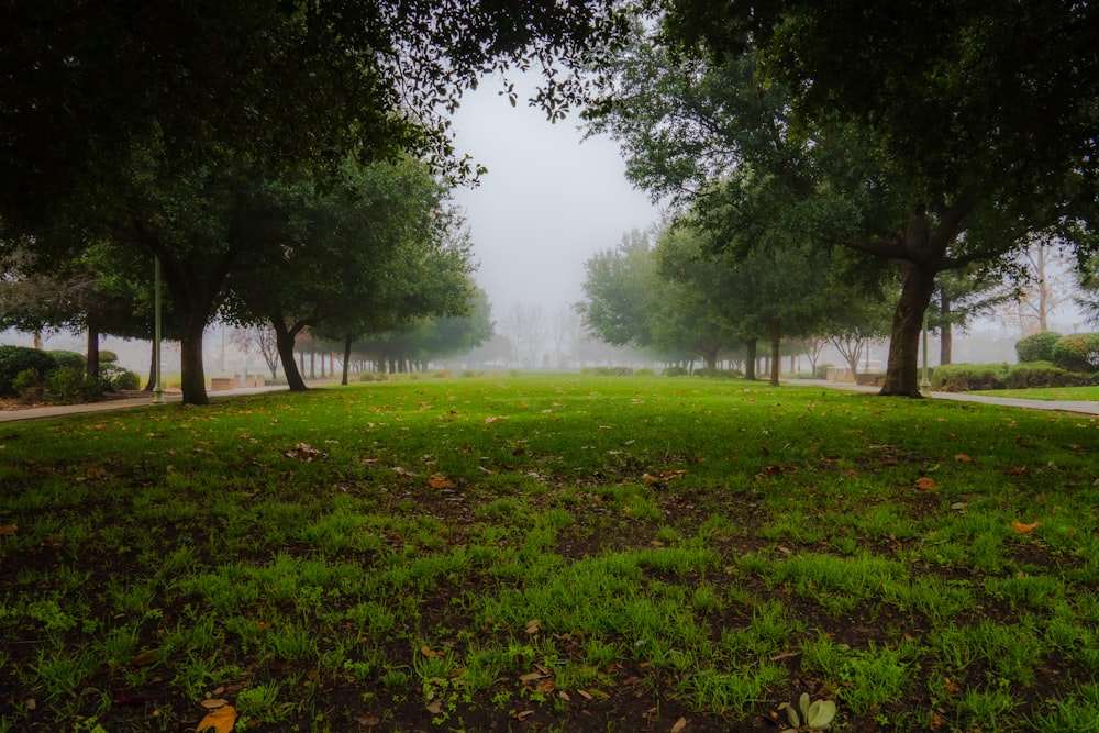 a foggy day in a park with trees and grass