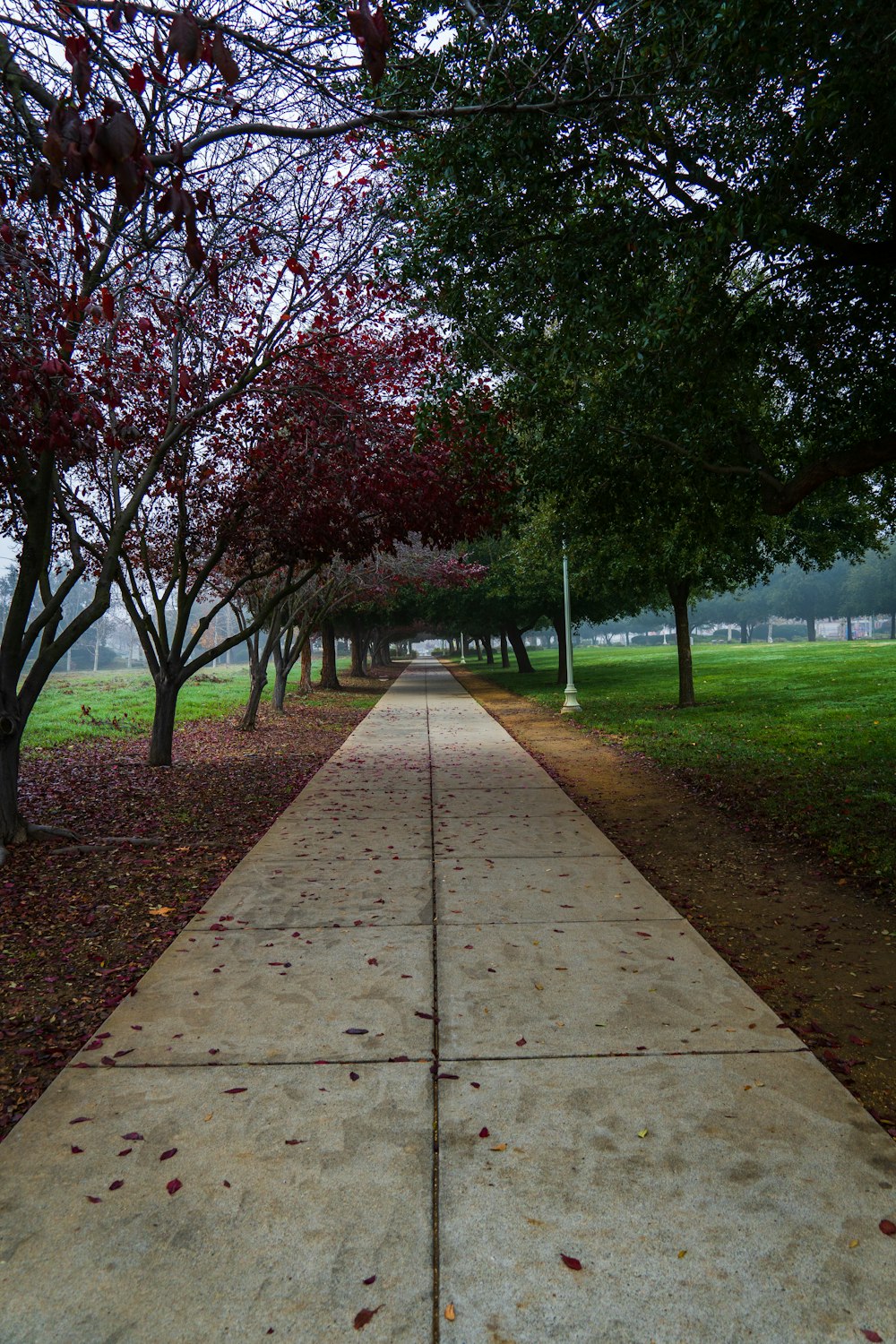 a sidewalk in a park lined with trees