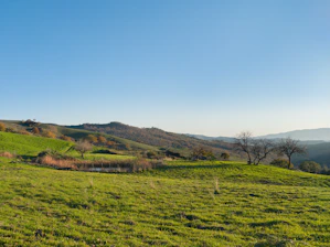 A serene New Zealand farm landscape with rolling green hills under a clear blue sky.