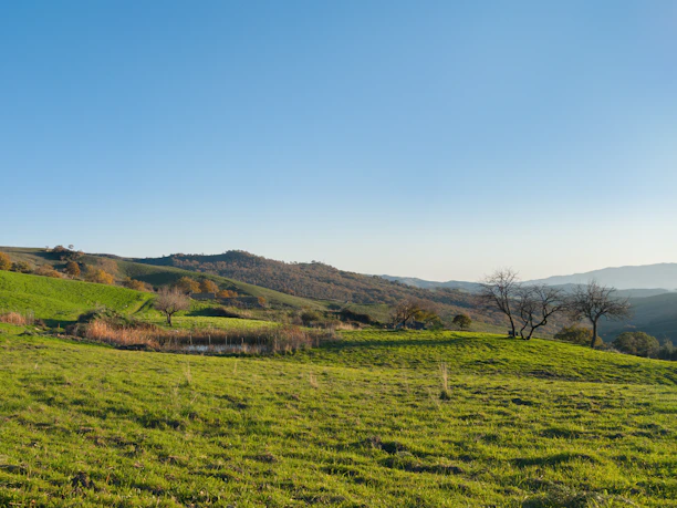 A serene New Zealand farm landscape with rolling green hills under a clear blue sky.