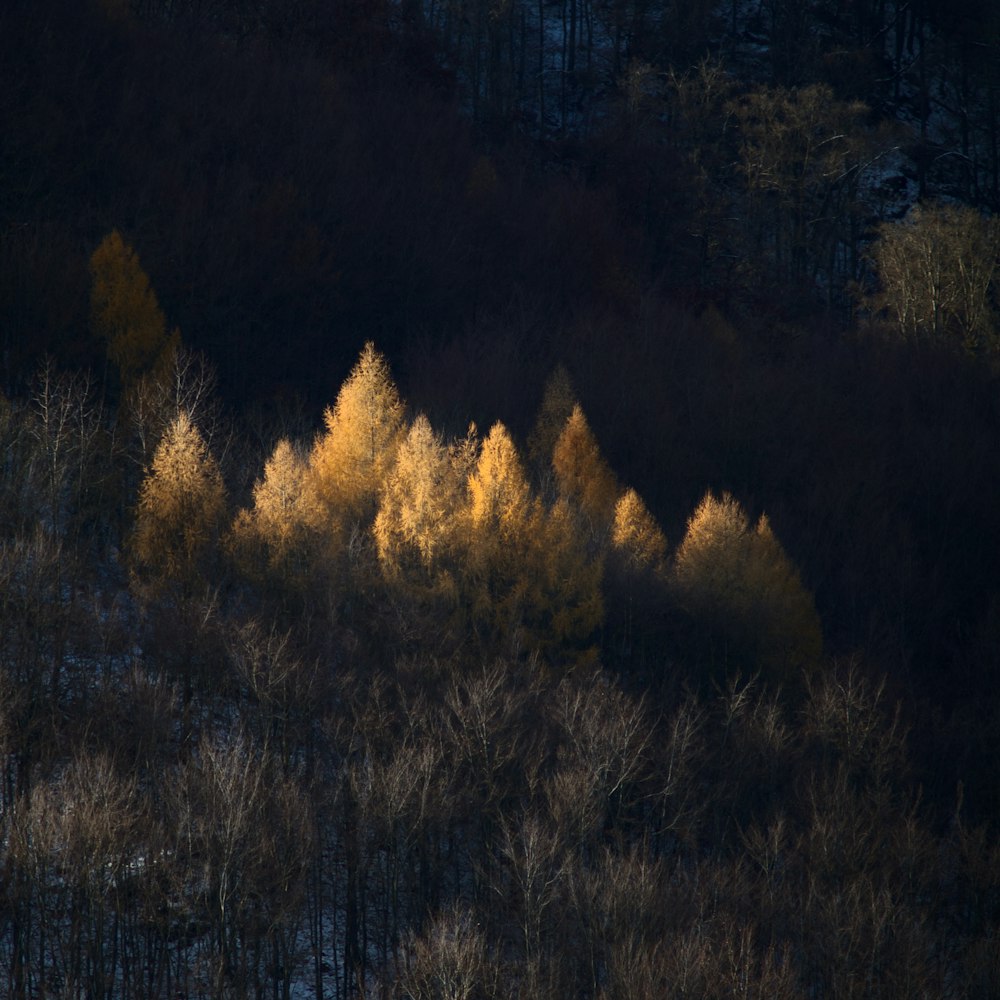 a group of trees that are standing in the dirt