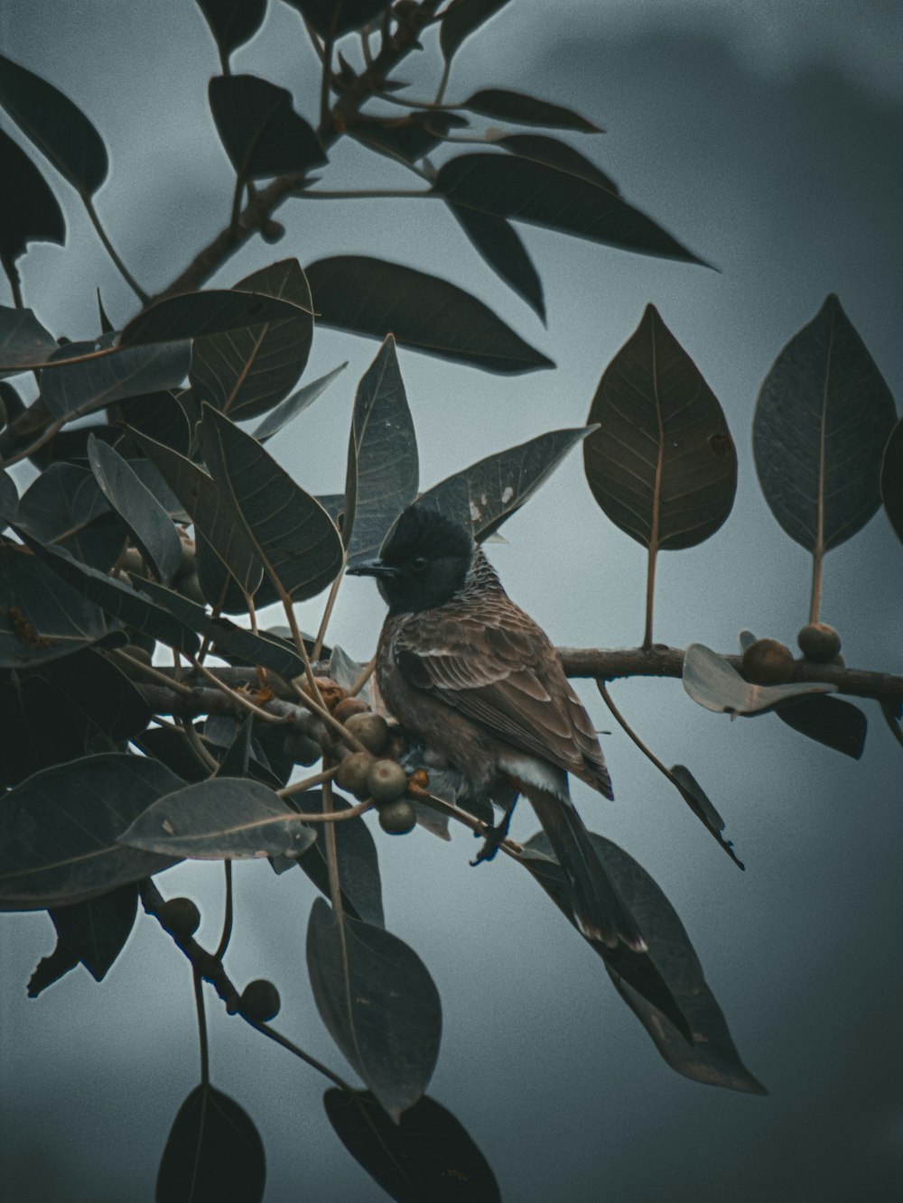 a bird sitting on a branch of a tree