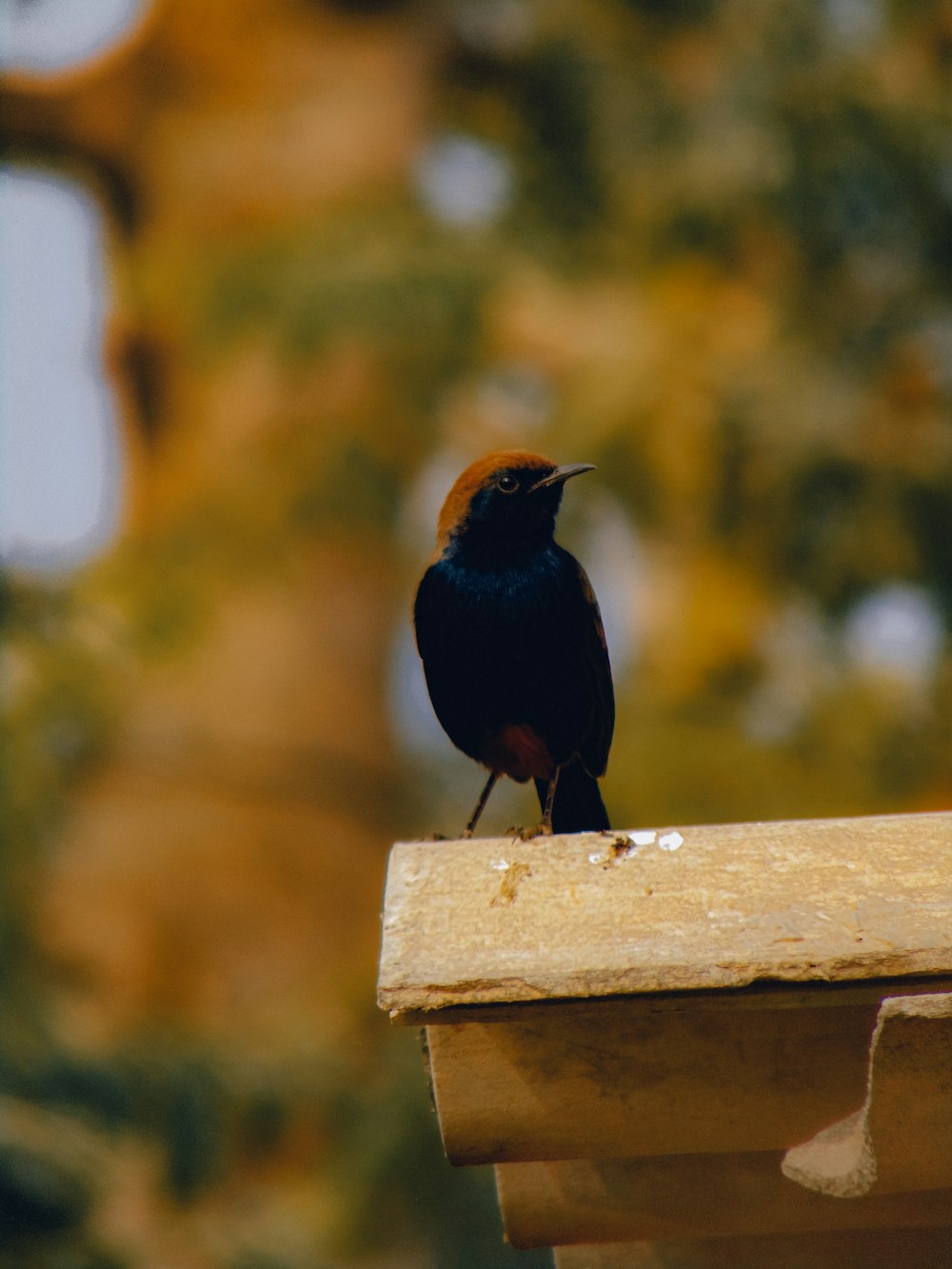 a small bird sitting on top of a wooden ledge