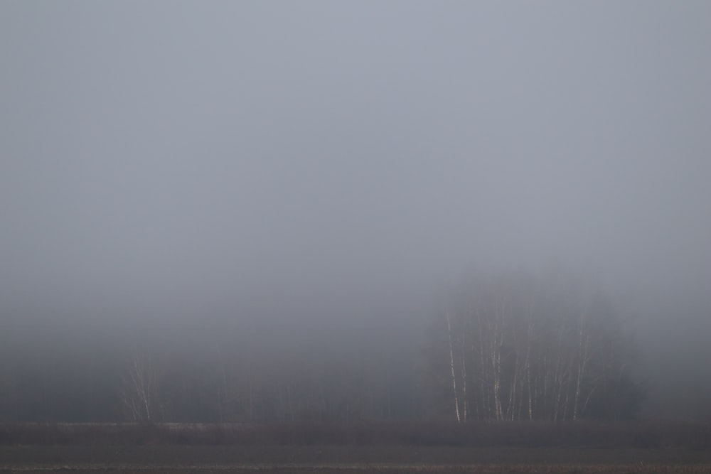 a foggy field with trees in the distance