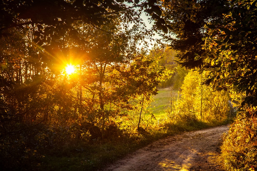 the sun is shining through the trees on a dirt road