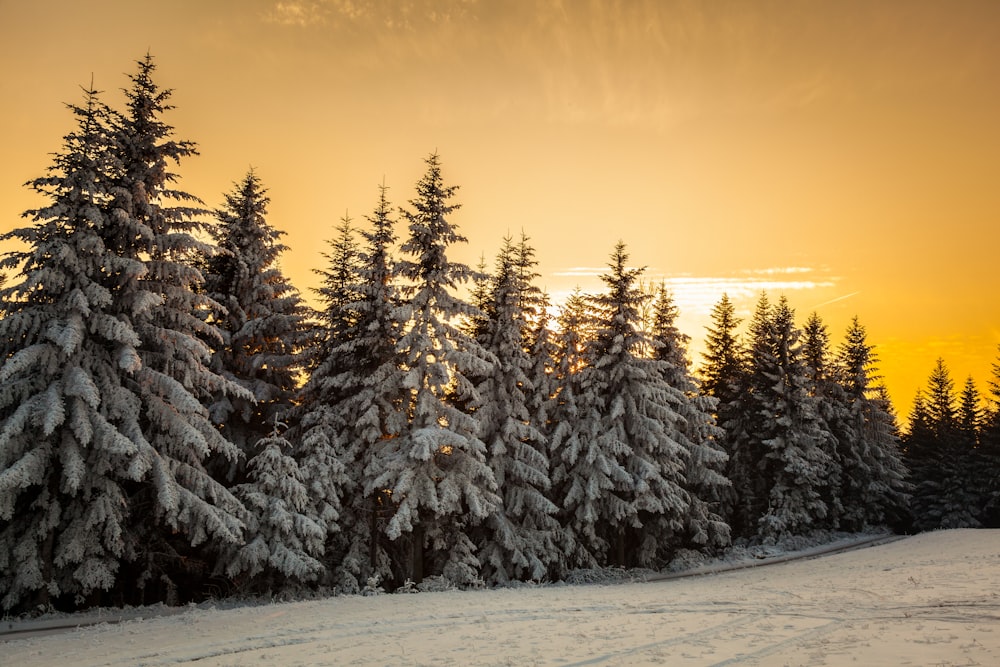 the sun is setting over a snowy forest