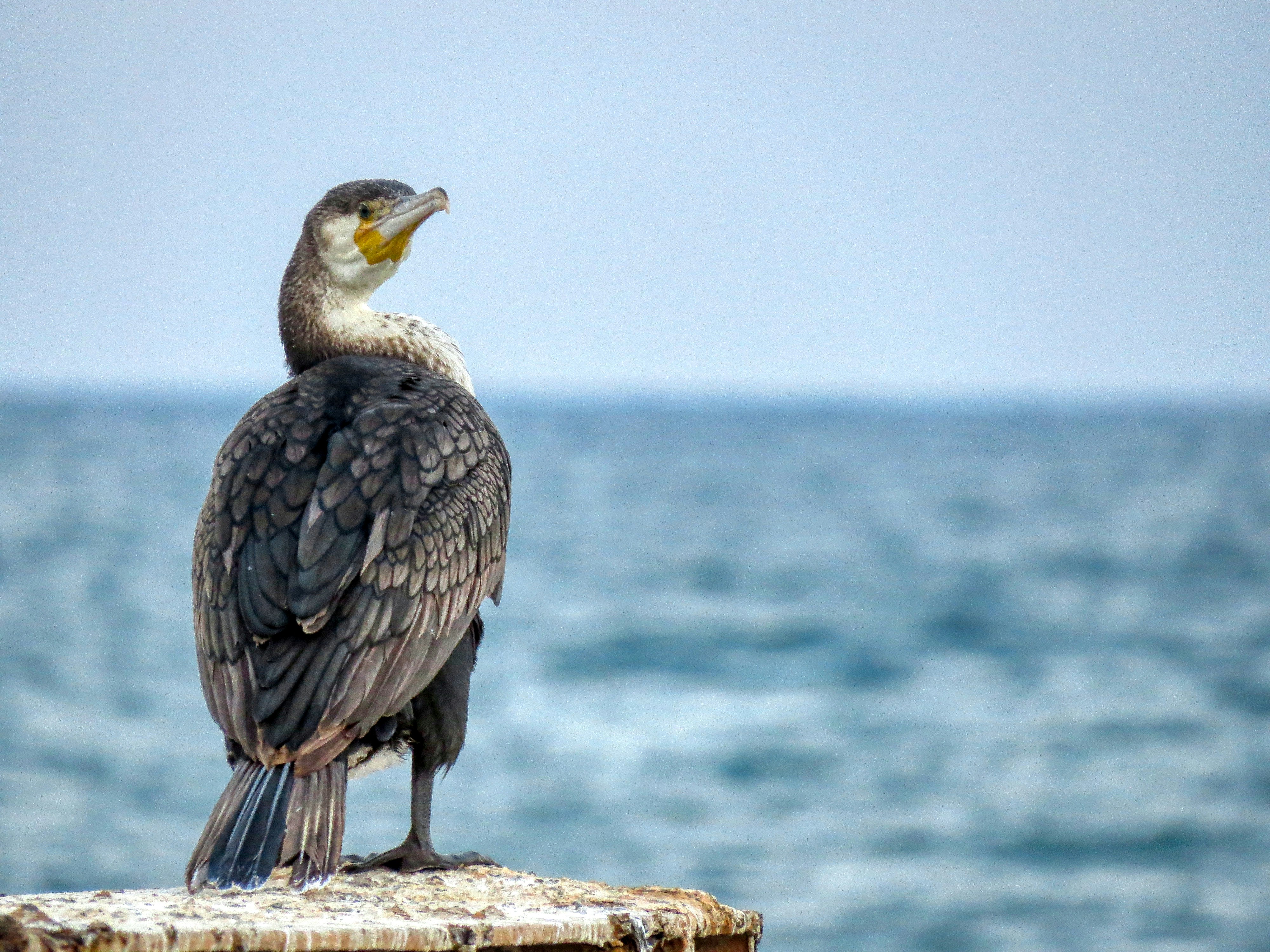 Photo by aliarjmandi