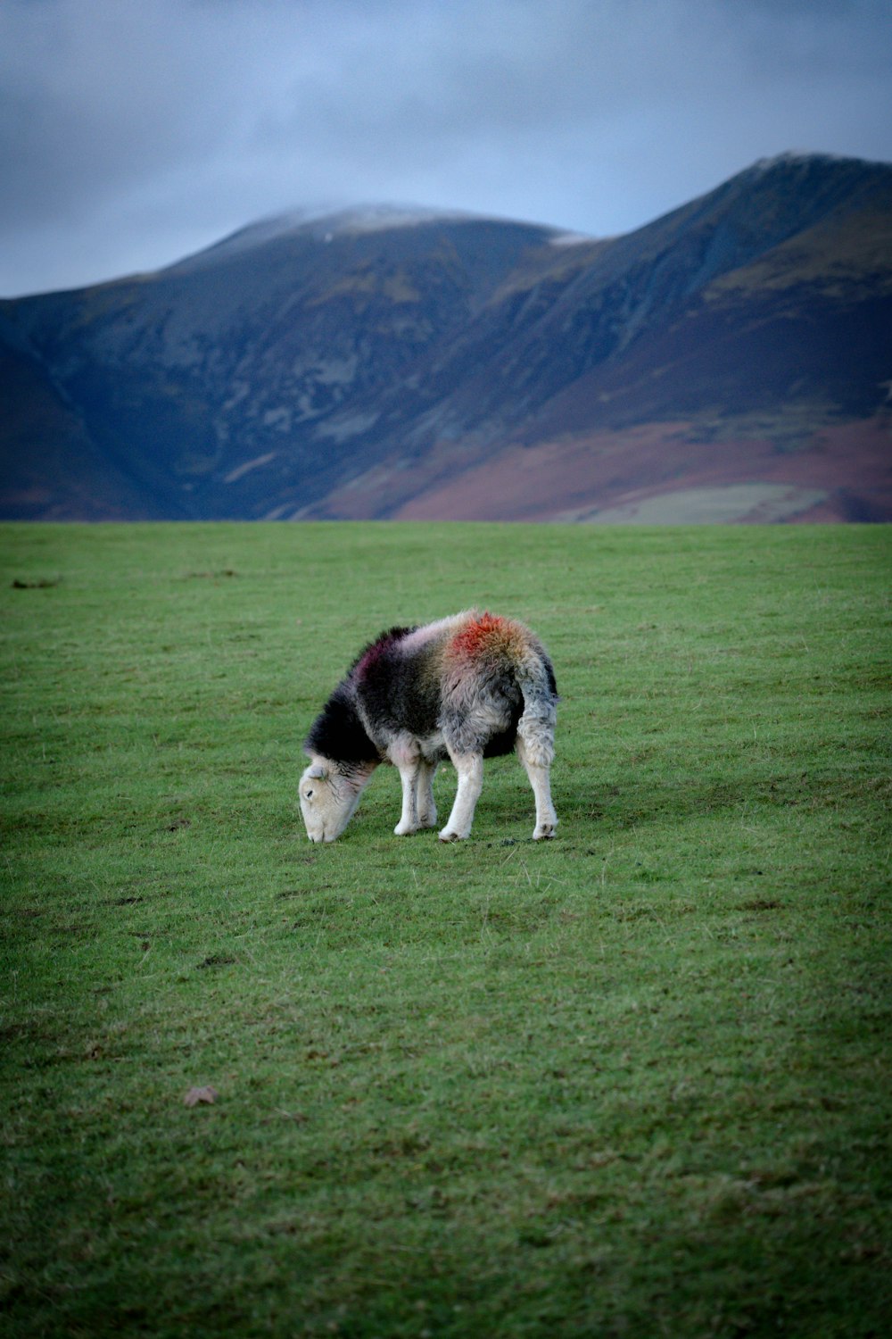 Una pecora che pascola in un campo con le montagne sullo sfondo
