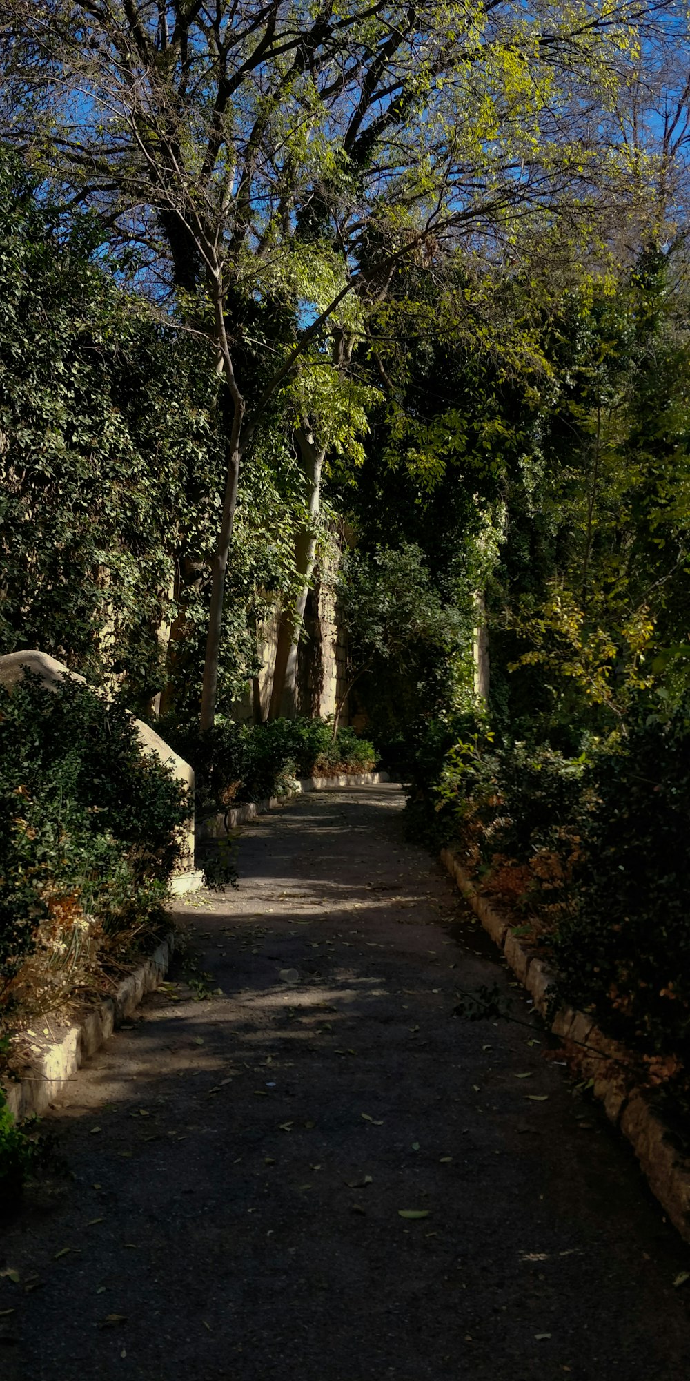 a path in a park lined with trees