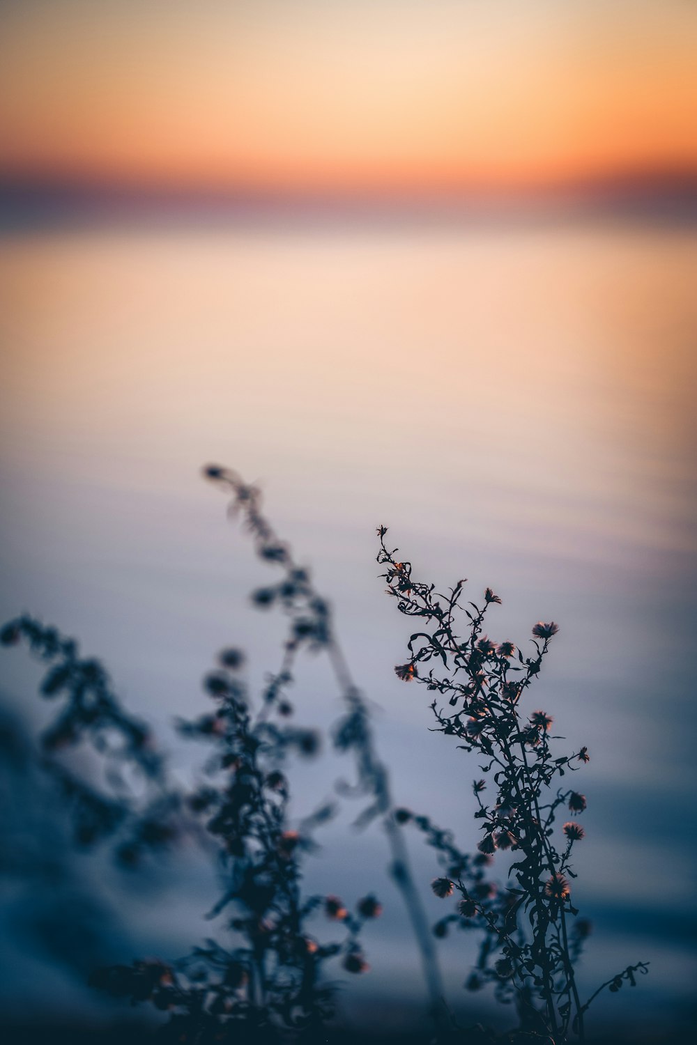 a close up of a plant with water in the background