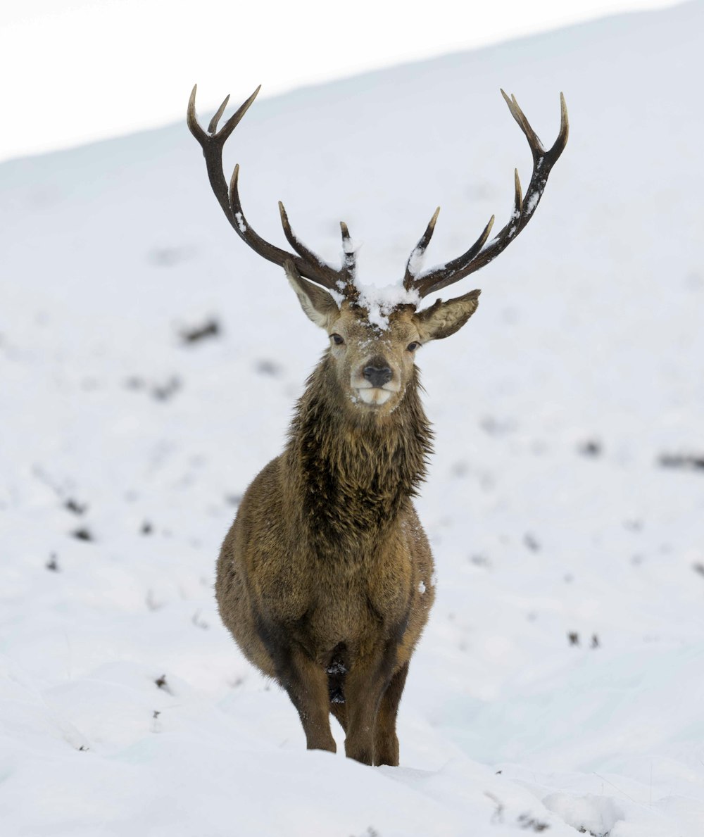 a deer with antlers standing in the snow