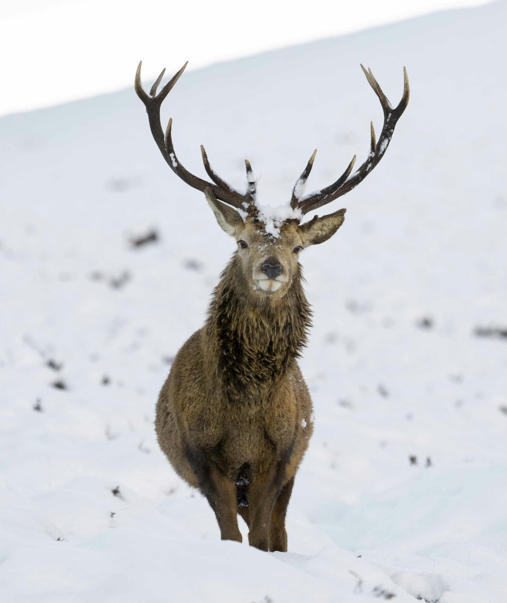 un cervo con le corna in piedi nella neve
