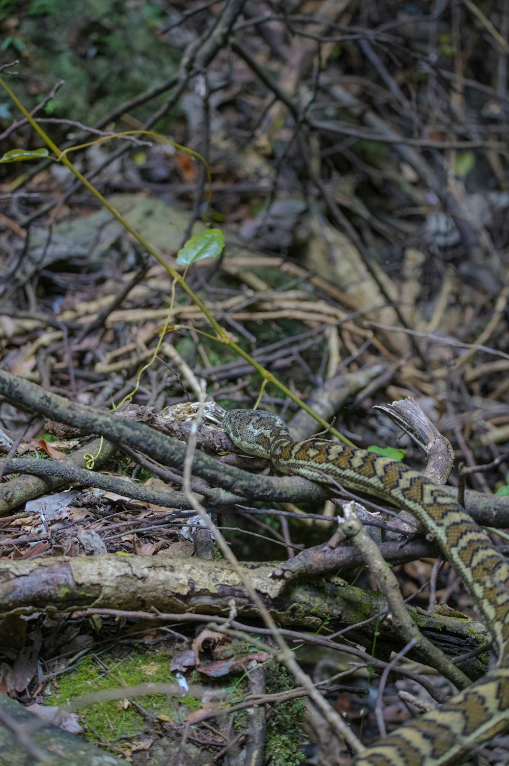 a snake that is laying on the ground