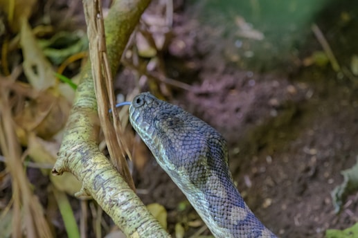 A snake with textured scales is coiled around a branch in a natural forest environment. The ground is covered with leaves and twigs, and the surrounding area is lush with greenery.