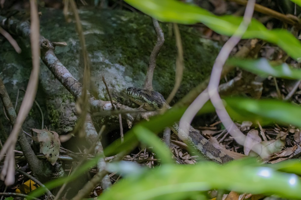 a snake that is laying on the ground