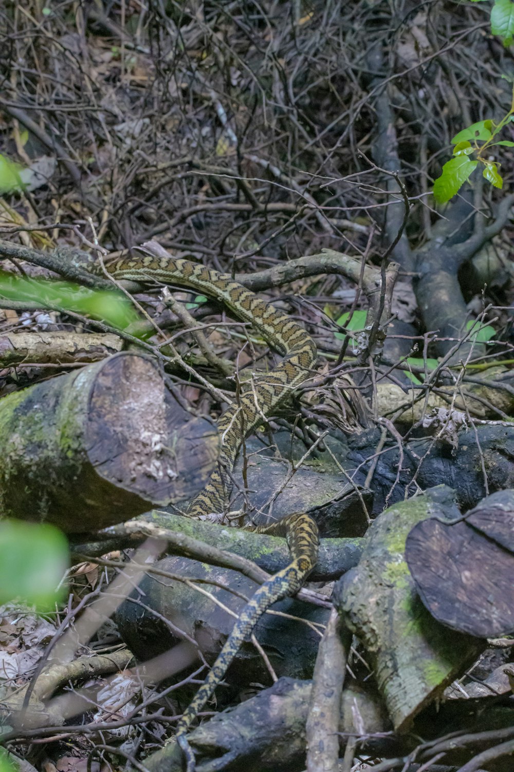 a pile of tree trunks sitting on top of a forest floor