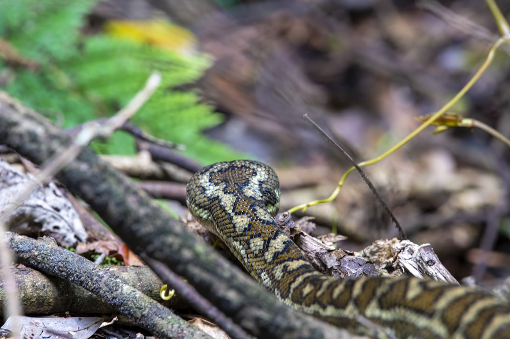 a snake that is laying on the ground