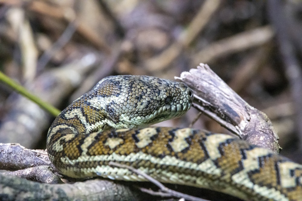 a close up of a snake on a branch