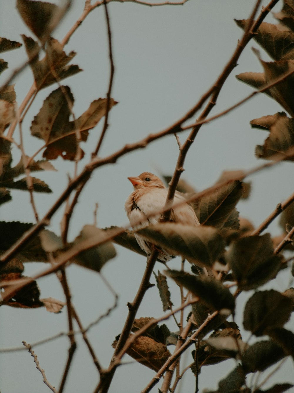 a small bird sitting on a branch of a tree