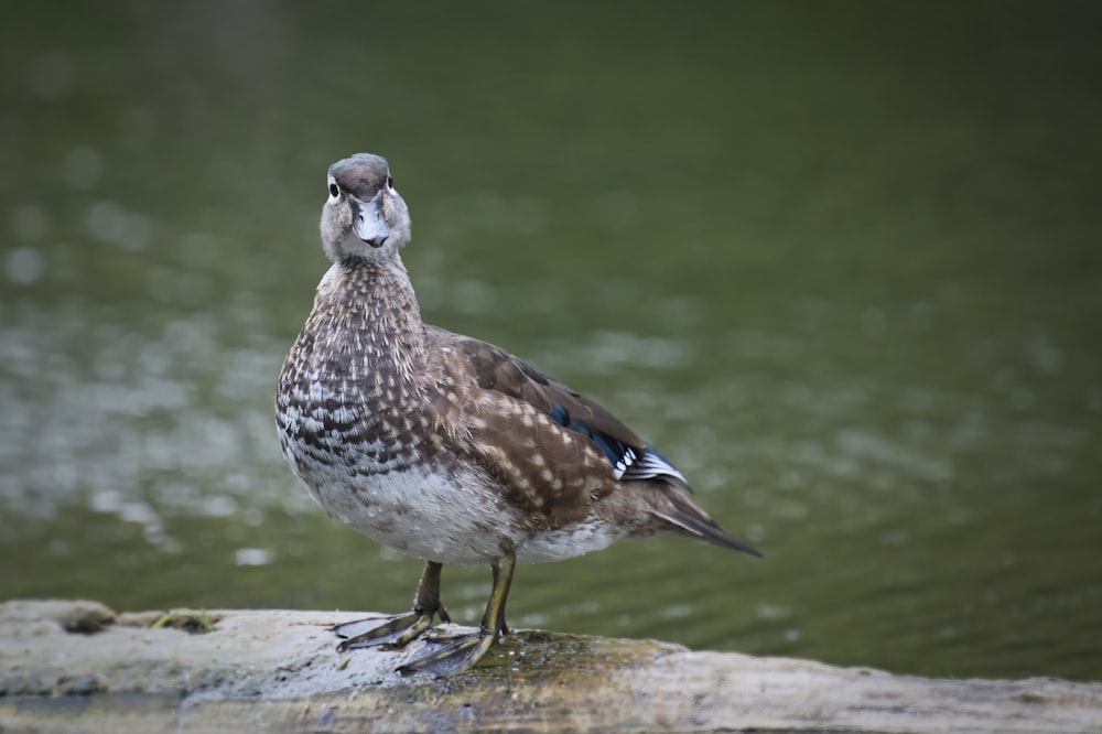 a bird standing on a rock near a body of water
