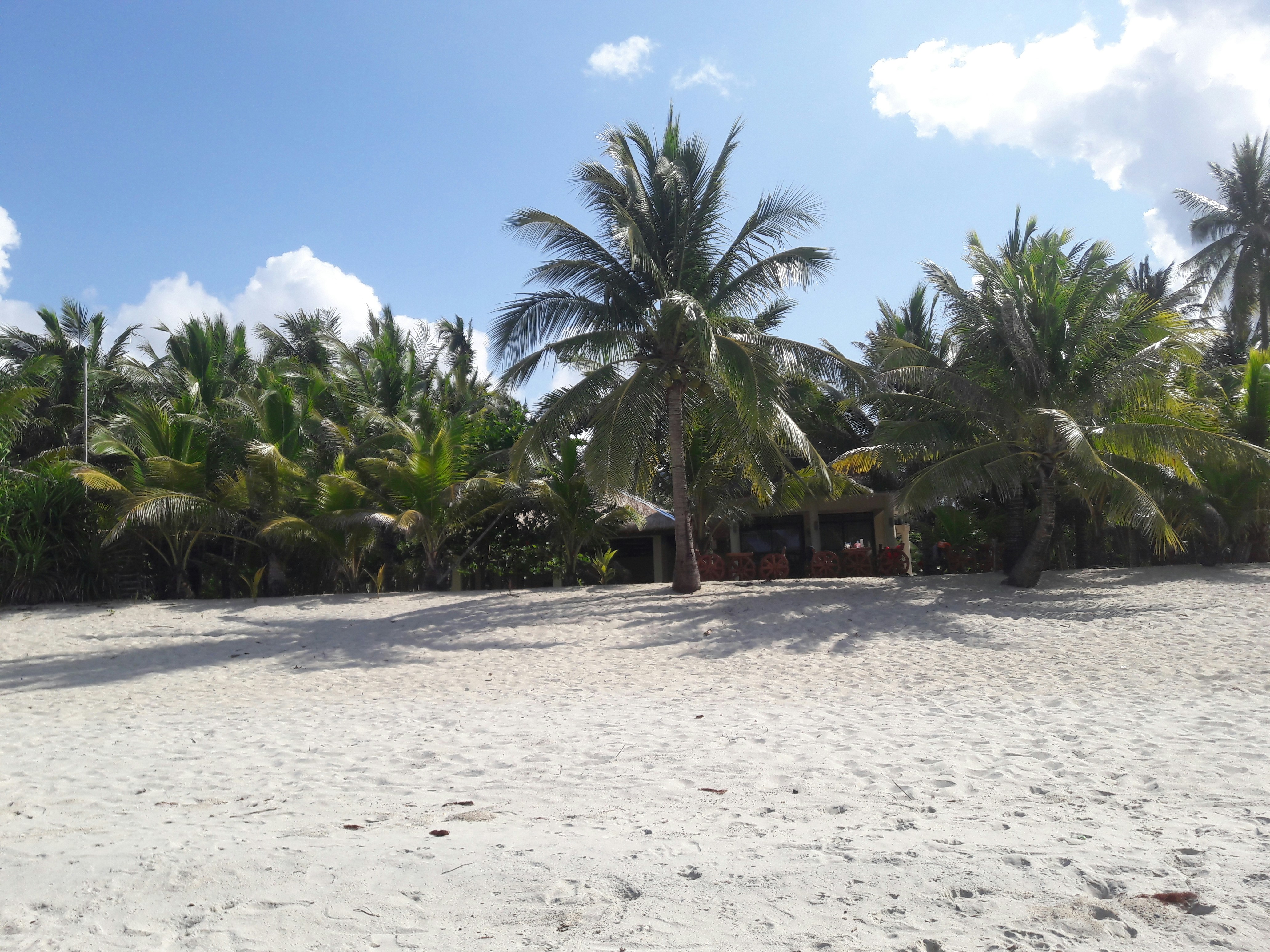 a sandy beach with palm trees and a hut