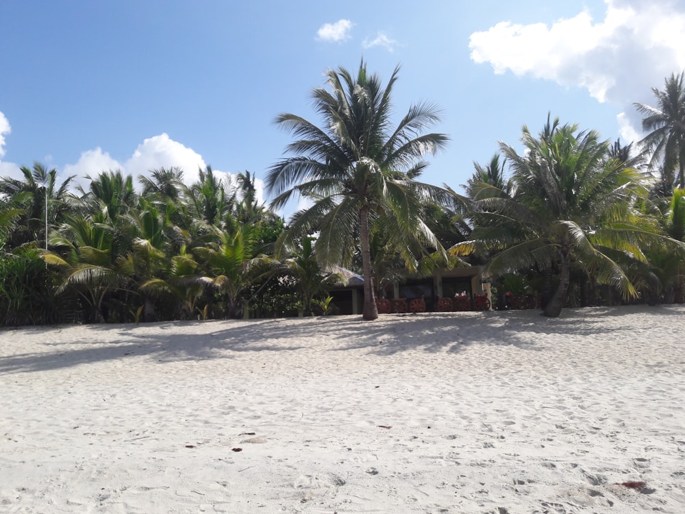a sandy beach with palm trees and a hut
