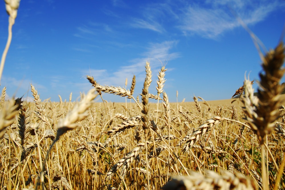 a field of wheat under a blue sky