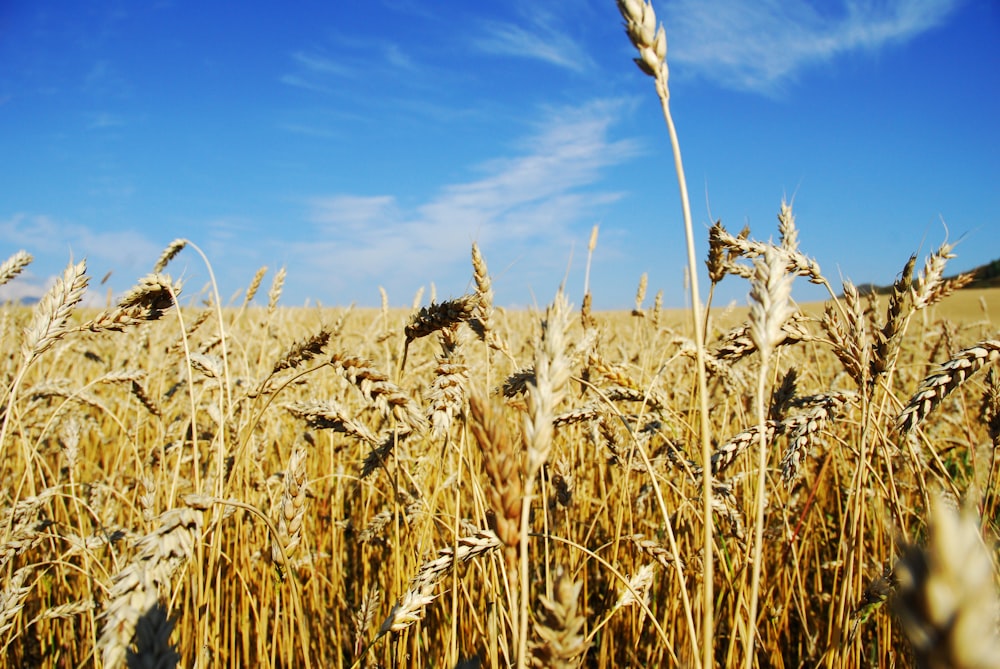 um campo de trigo sob um céu azul