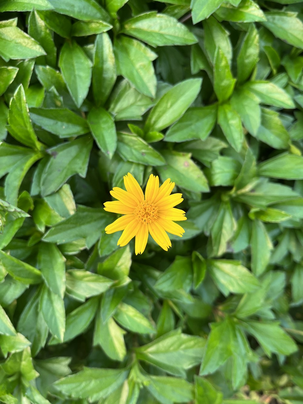 a single yellow flower is surrounded by green leaves
