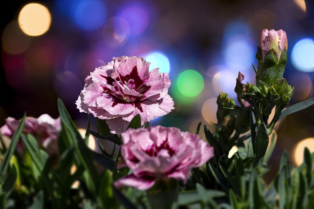 a close up of some pink flowers with blurry lights in the background