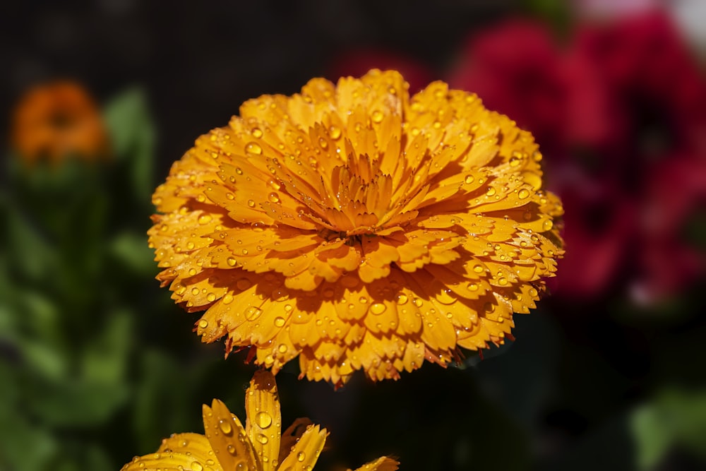 a yellow flower with drops of water on it