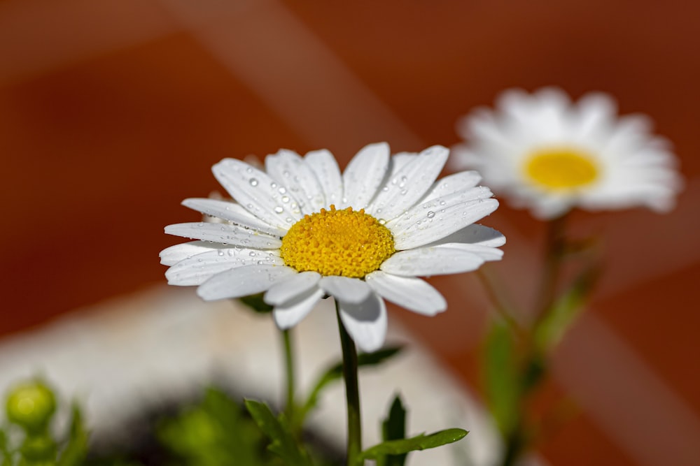 a close up of two daisies with water droplets on them