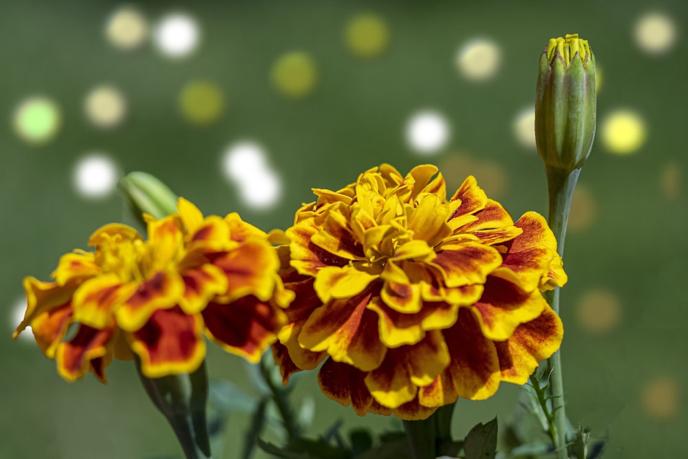 a close up of a flower with a blurry background