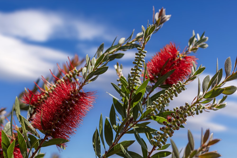 a close up of a red flower on a tree