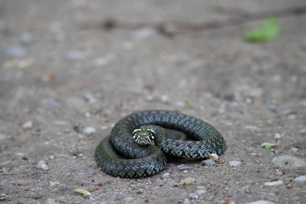 a snake is curled up on the ground