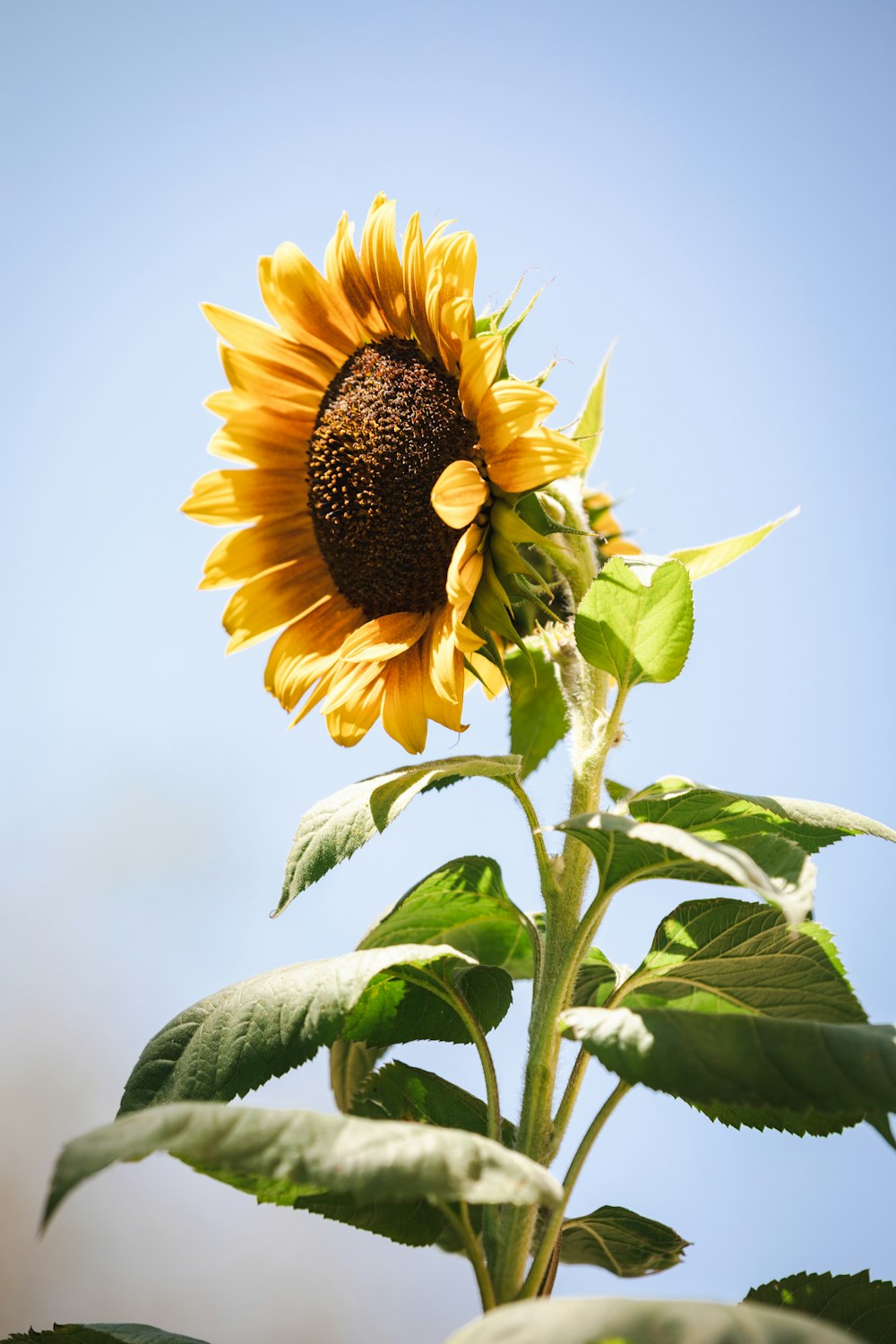 a sunflower with a blue sky in the background