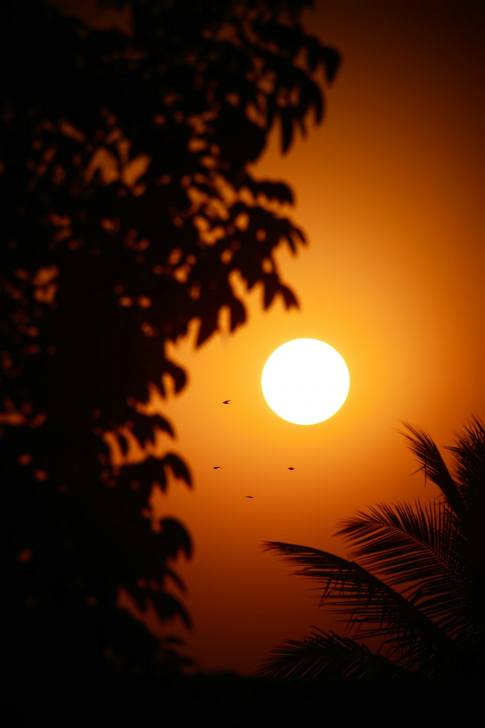 the sun is setting behind a palm tree