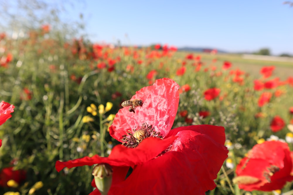 a field full of red flowers with a bee on it