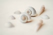 An assortment of small seashells scattered gently across a sand-colored background, each with delicate handwritten notes.