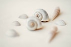 An assortment of small seashells scattered gently across a sand-colored background, each with delicate handwritten notes.