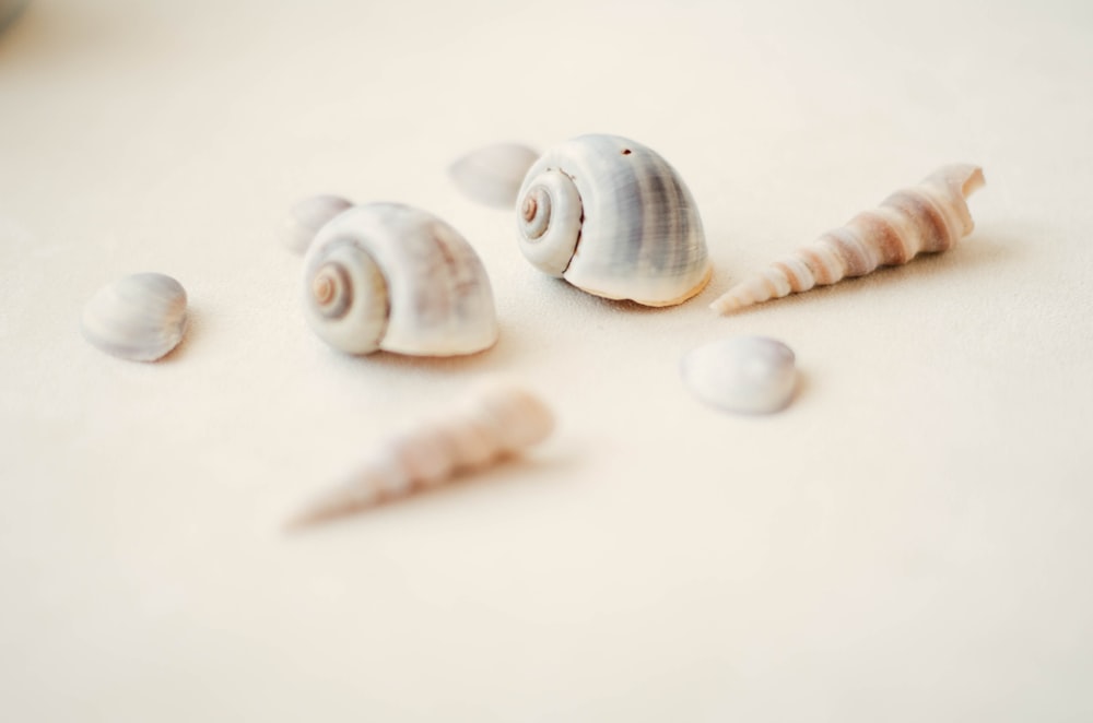 a group of sea shells sitting on top of a table
