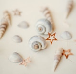 Various seashells are arranged on a light, neutral background. The shells vary in shape, including spiral and conical types, and are accented by decorative orange star shapes on a string.