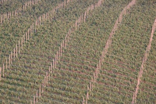 Rows of grapevines stretch across a vineyard with neat, parallel lines of posts supporting the plants. The lush green leaves contrast with the bare soil, creating a rhythmic pattern. The sun casts a warm light over the landscape, enhancing the texture of the foliage.