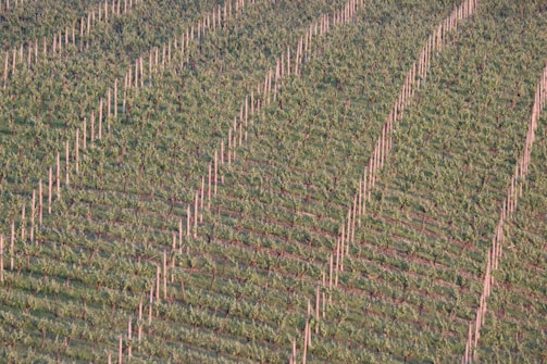 Rows of grapevines stretch across a vineyard with neat, parallel lines of posts supporting the plants. The lush green leaves contrast with the bare soil, creating a rhythmic pattern. The sun casts a warm light over the landscape, enhancing the texture of the foliage.